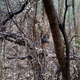Imagen: Help Save the Wildlife and Bushlands in Campbelltown/Facebook